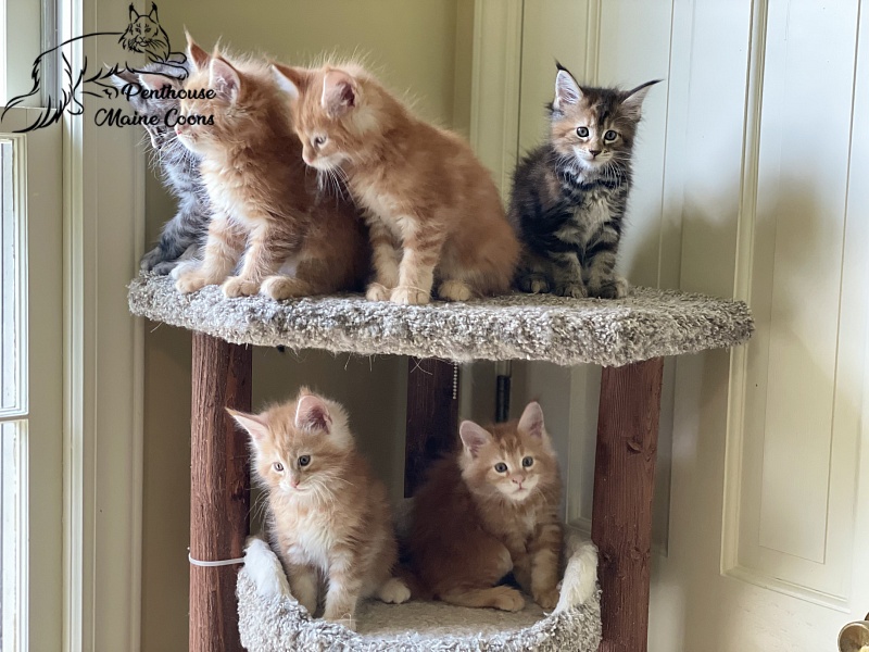 Phoenix Penthouse Maine Coons - maine-coon