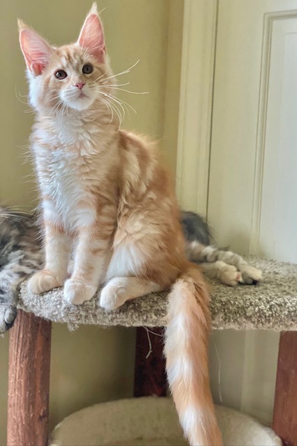 Phoenix Penthouse Maine Coons - maine-coon