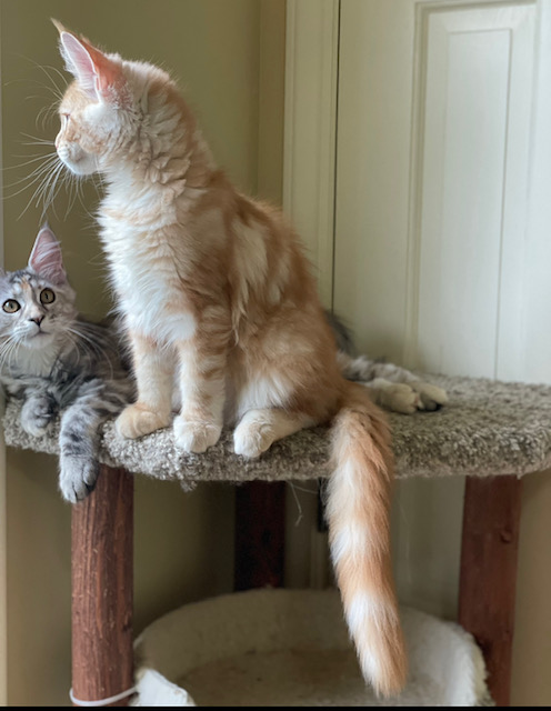 Phoenix Penthouse Maine Coons - maine-coon