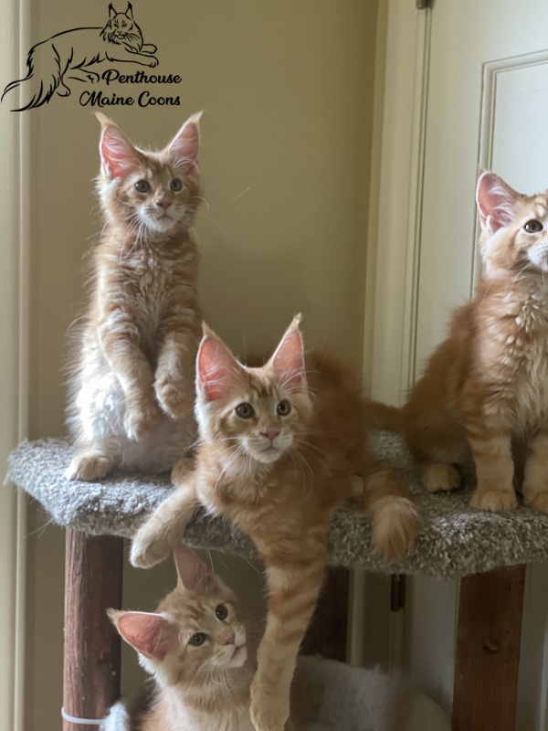 Firefox Penthouse Maine Coons - maine-coon