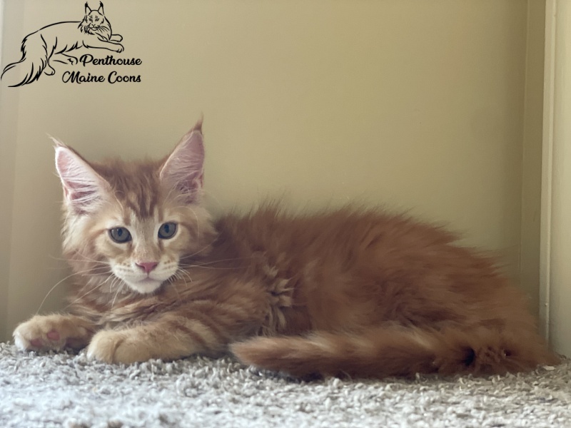 Ferrari Penthouse Maine Coons - maine-coon