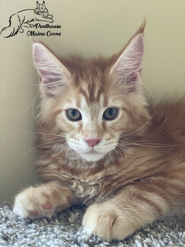Ferrari Penthouse Maine Coons - maine-coon