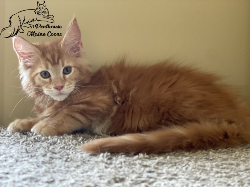 Ferrari Penthouse Maine Coons - maine-coon