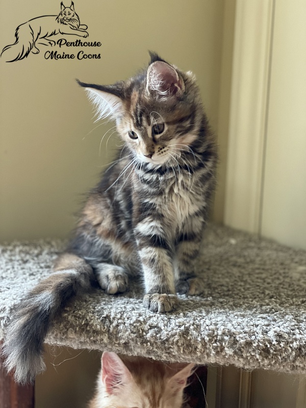 Havana Penthouse Maine Coons - maine-coon