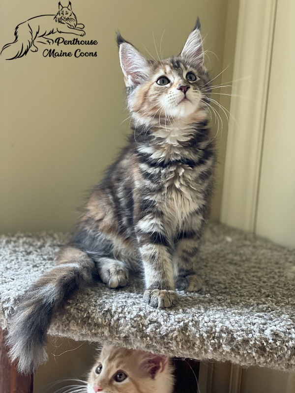 Havana Penthouse Maine Coons - maine-coon
