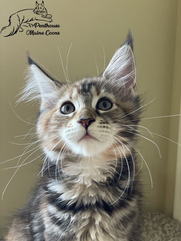 Havana Penthouse Maine Coons - maine-coon