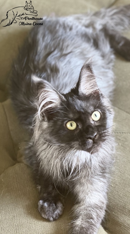 Venus Penthouse - maine-coon
