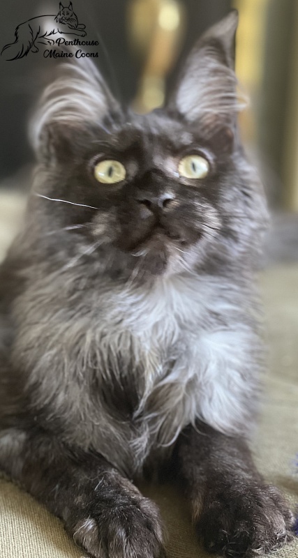 Venus Penthouse - maine-coon