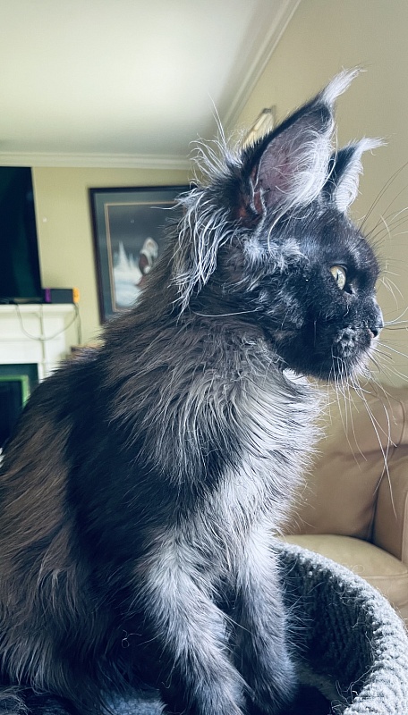 Venus Penthouse - maine-coon