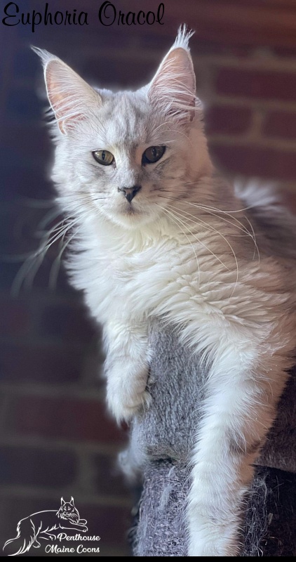 Euphoria D'Oracol - maine-coon