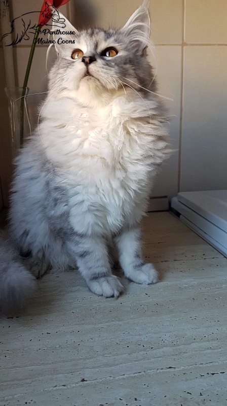 Euphoria D'Oracol - maine-coon