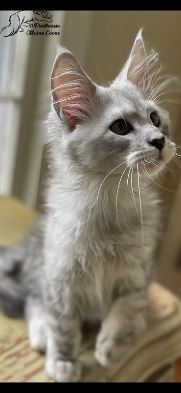 Penthouse Maine Coons Bestian - Kitten maine-coon 2 months 0.5 weeks