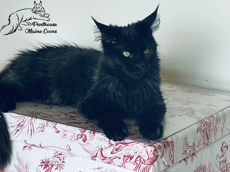 Penthouse Maine Coons O - Kitten maine-coon 5 months 3.5 weeks