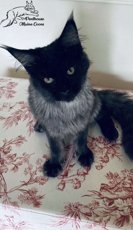 Penthouse Maine Coons Olivia - maine-coon