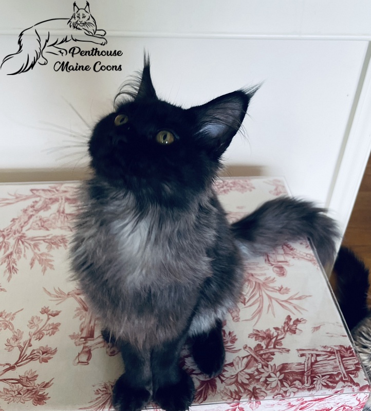 Penthouse Maine Coons Olivia - maine-coon