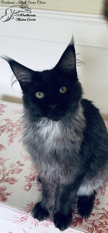 Penthouse Maine Coons Olivia - Kitten maine-coon 5 months 3.5 weeks