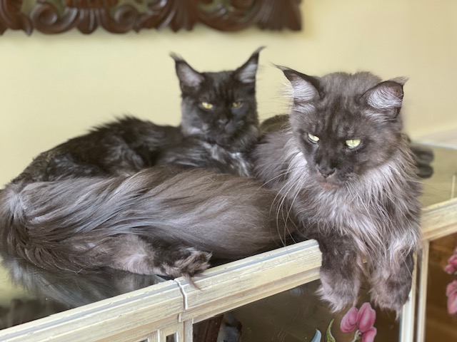 Mystique Penthouse Maine Coons - Junior maine-coon 8 months 2 weeks