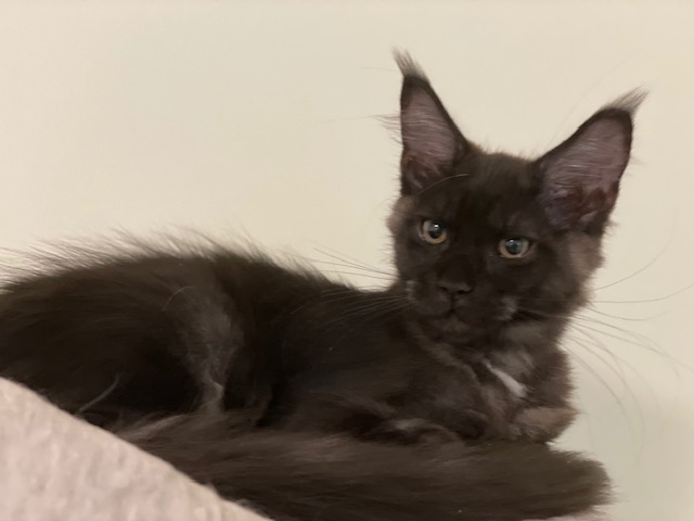 Mystique Penthouse Maine Coons - Kitten maine-coon 3 months 2.5 weeks