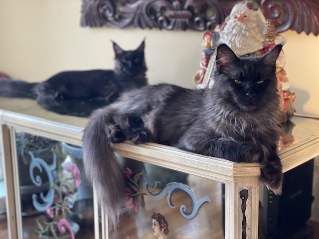 Mystique Penthouse Maine Coons - Kitten maine-coon 4 months 3.5 weeks