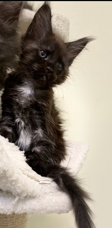 Mystique Penthouse Maine Coons - maine-coon