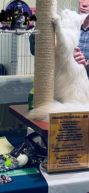 Kronos D'Oracol - maine-coon