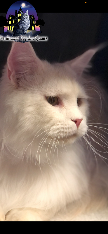 Kronos D'Oracol - maine-coon