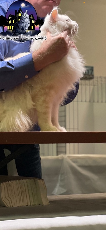 Kronos D'Oracol - maine-coon