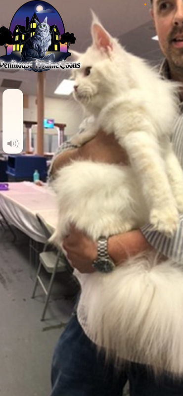 Kronos D'Oracol - maine-coon