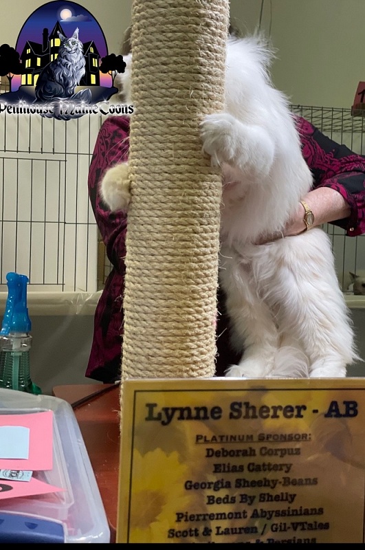 Kronos D'Oracol - maine-coon