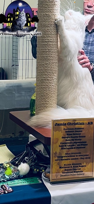 Kronos D'Oracol - maine-coon