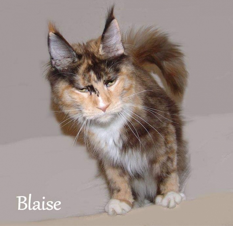 Pillowtalk's Blaise - maine-coon
