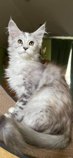 Sharni Star Ark - maine-coon