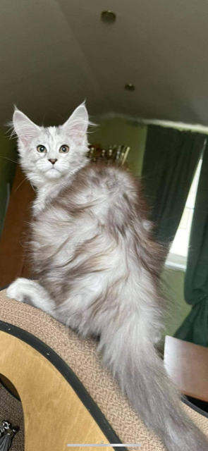 Sharni Star Ark - maine-coon
