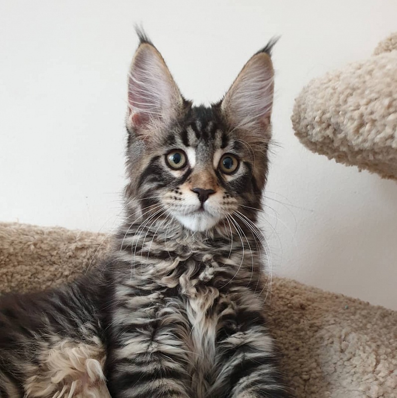 Guarantee of Uniland - maine-coon