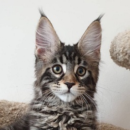 Guarantee of Uniland