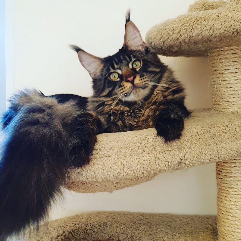 Summerplace Xenon - maine-coon