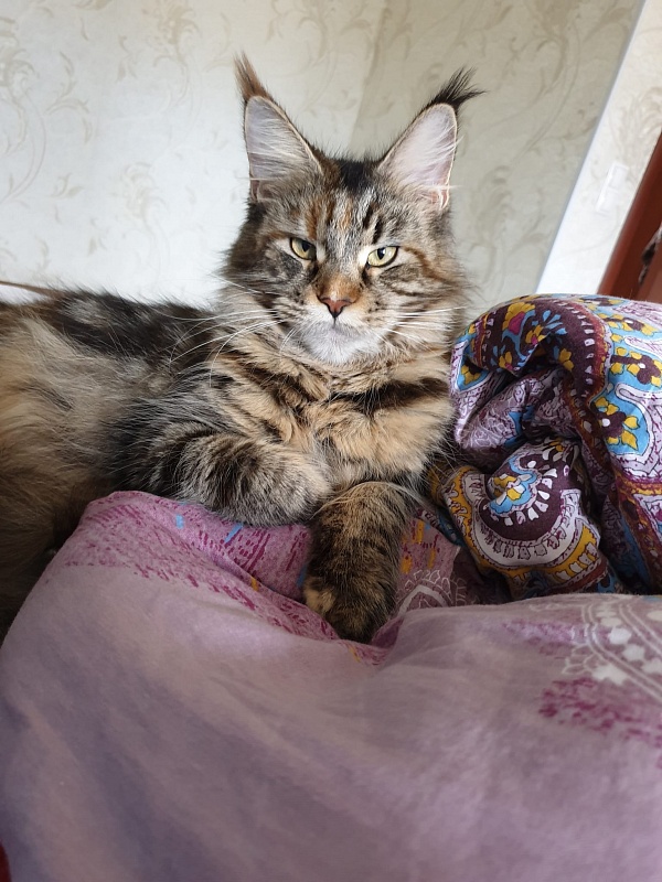 Diana of Tsarskoye Selo - maine-coon