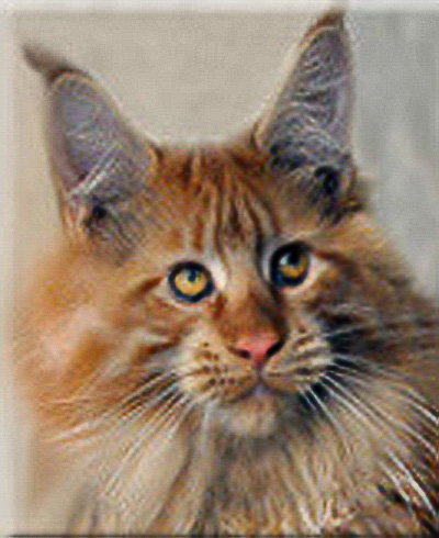 Night Fire de L'iris Doree - maine-coon