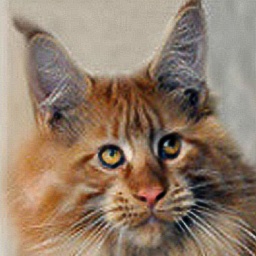 Night Fire de L'iris Doree