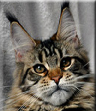 Summerplace Rosalie - maine-coon