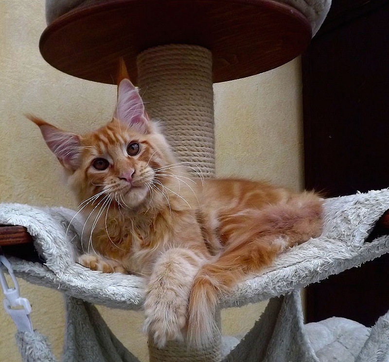 Summerplace Howling Wolf - maine-coon 05/02/2011