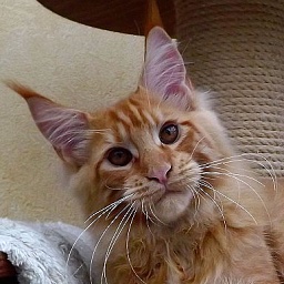 Summerplace Howling Wolf