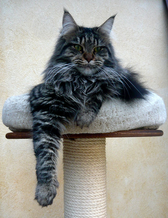 Elektra de L'iris Doree - maine-coon 01/19/2011