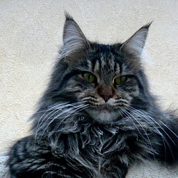 Elektra de L'iris Doree