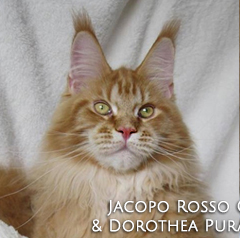 Jacopo Roso Caramellocoon