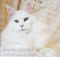 Dorothea Pura Caramellocoon