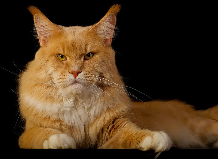 Orazio Orgoglioso Caramellocoon - maine-coon