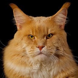 Orazio Orgoglioso Caramellocoon