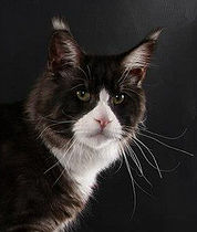 Victorycoon's Top Gun - maine-coon