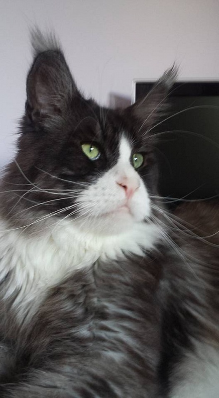 Victorycoon's Top Gun - maine-coon